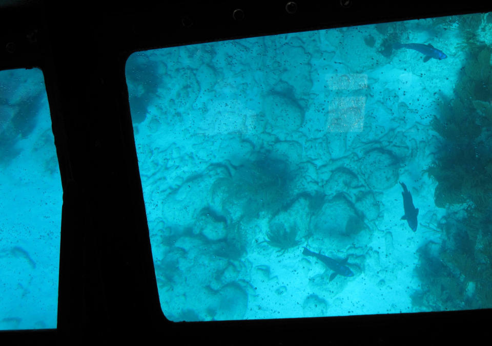 This February 2013 image shows the view through a glass-bottomed boat hovering over the coral reef off the Florida Keys. The boats take tourists from John Pennekamp Coral Reef State Park in Key Largo, Fla., out to the reef, where sharks, stingrays and smaller tropical fish are often visible. (AP Photo/Beth J. Harpaz)