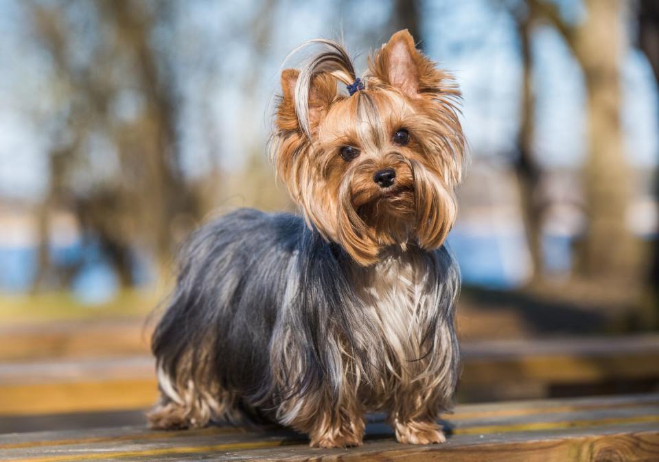 yorkshire terrier dog sitting close up on nature smallest dog breeds