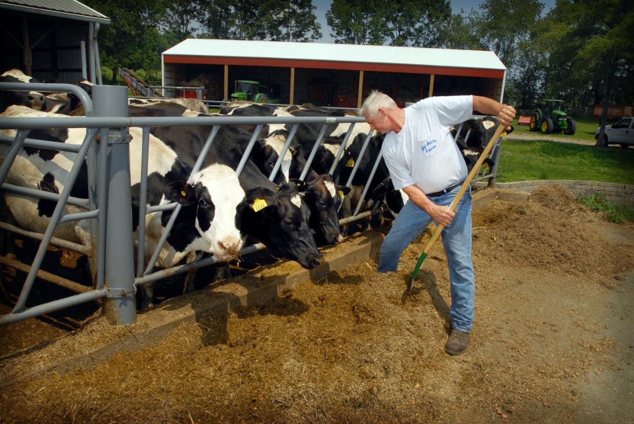 <span class="caption">Richard Byma from By-Acre farms in Sussex County, New Jersey, tends to his Holstein herd. </span> <span class="attribution"><a class="link " href="https://www.gettyimages.com/detail/news-photo/richard-byma-from-by-acre-farms-in-sussex-county-new-jersey-news-photo/535115596?adppopup=true" rel="nofollow noopener" target="_blank" data-ylk="slk:Neville Elder/Corbis via Getty Images);elm:context_link;itc:0;sec:content-canvas">Neville Elder/Corbis via Getty Images)</a></span>