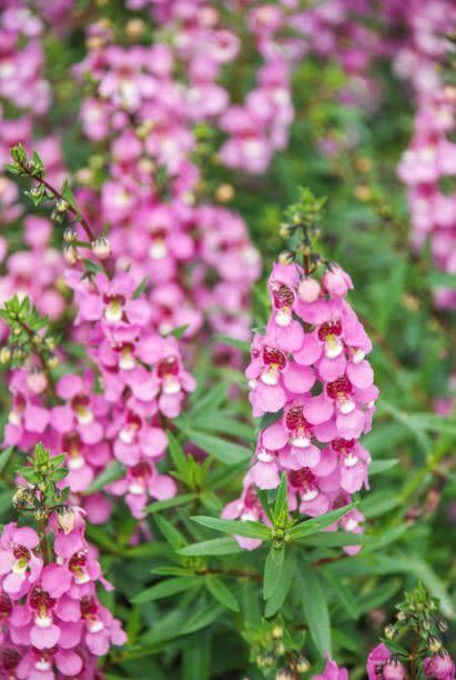 bright pink flower spikes of angelonia in garden bed