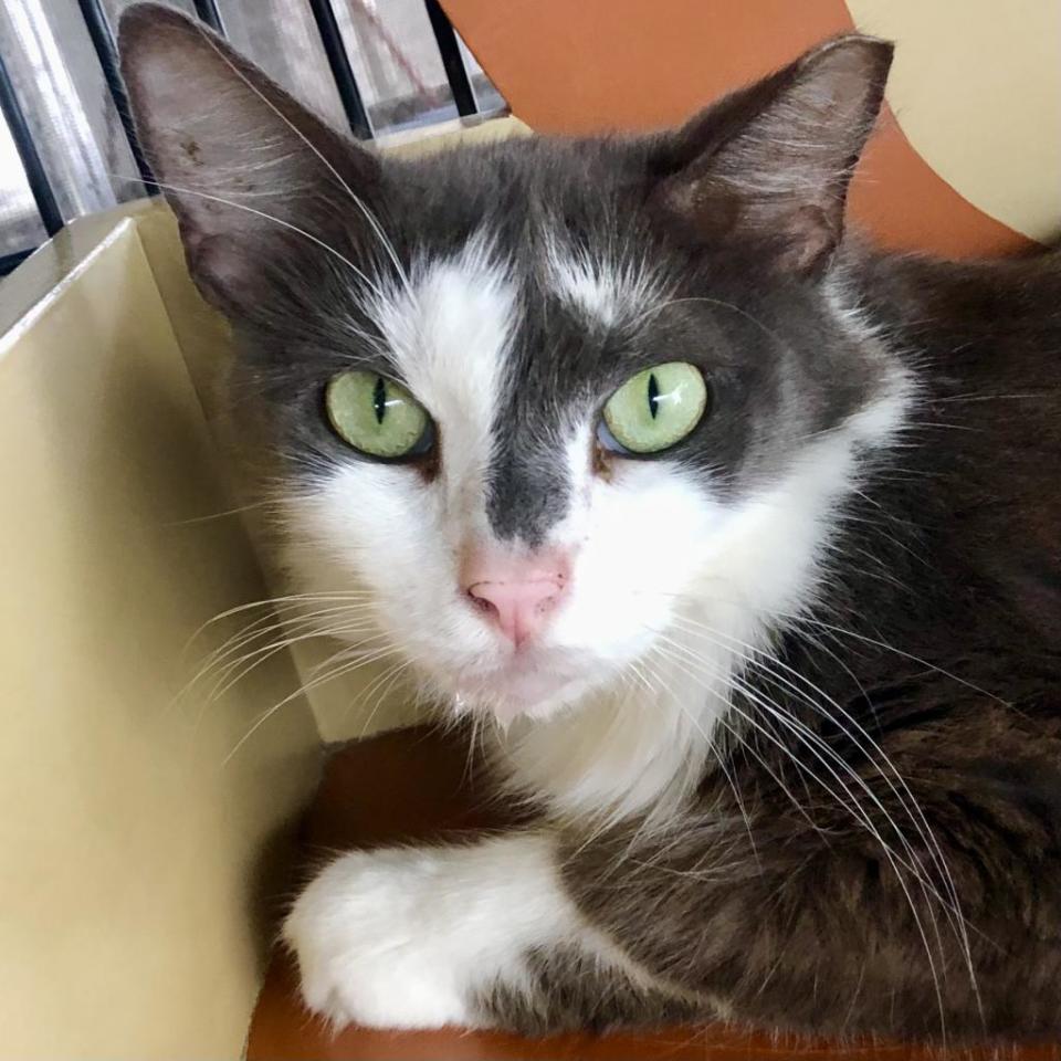 Darrell is a senior with a very fluffy tail. He loves to be on his cat tree most of the time and also loves screened patios. He’s very friendly once he gets to know you. He’s friendly with other cats.