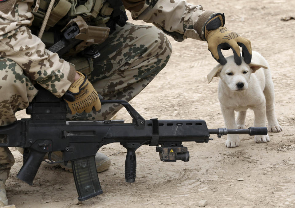 German Bundeswehr army soldier with Delta platoon of 2nd paratroop company 373 strokes dog on its head during mission in Iman Sahib