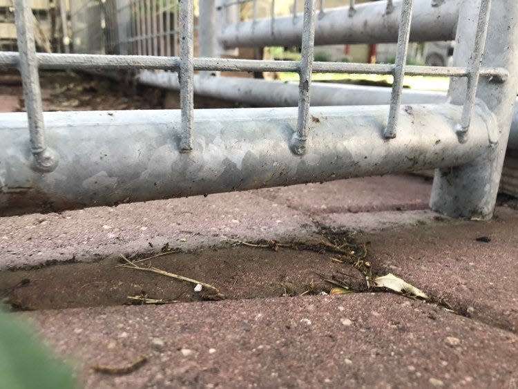 Sharita Knobloch said she was completely baffled by how Scoot managed to leave his enclosure. She said this gap between the bottom of the fence and the ground was the only opening she could have used to escape, but she added his shell is too big to squeeze through the space.