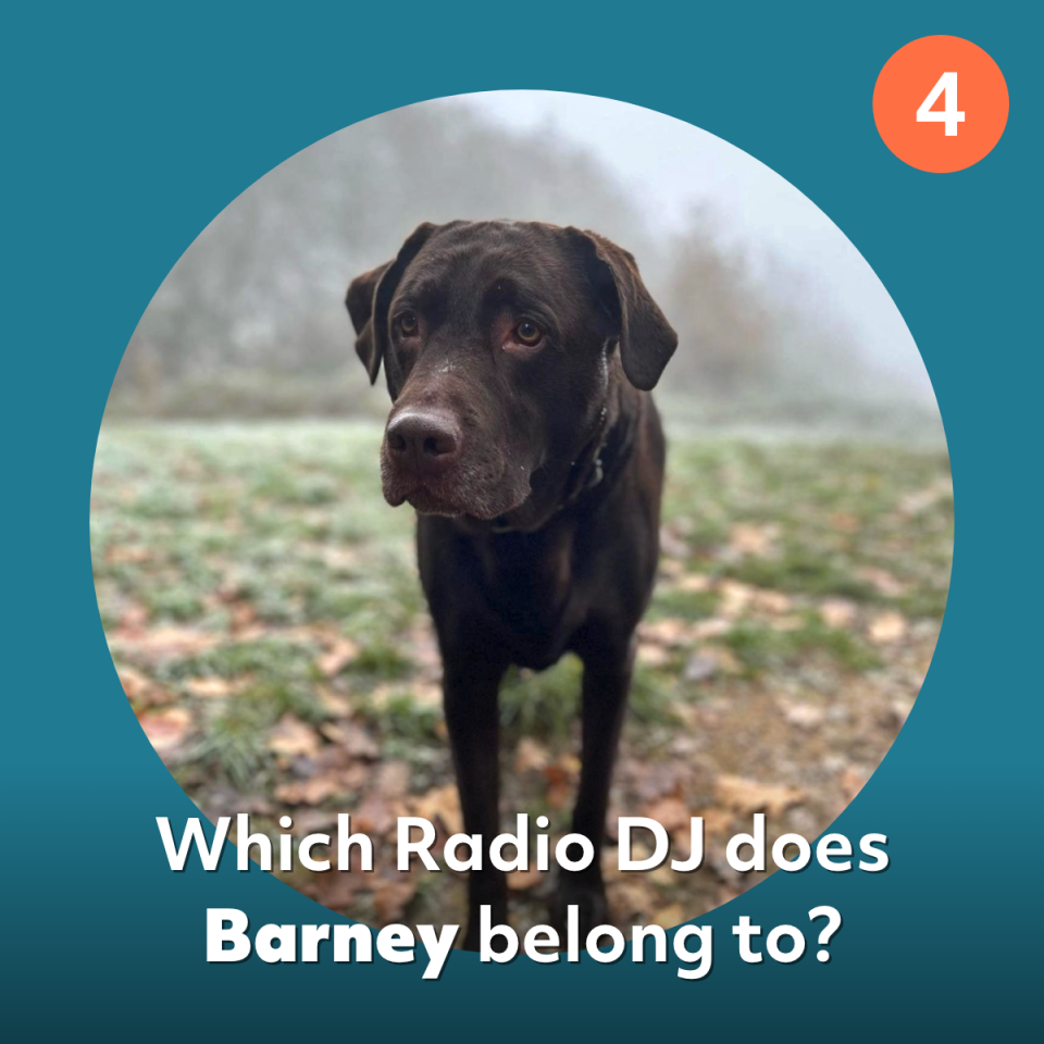 barney dog quiz