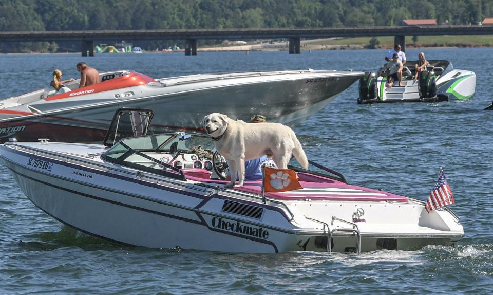 Glenn Gray of Anderson and his dog Splash launch from a dock at Green Pond Landing in the fun run element of the Hartwell Lake Charity Run, from Green Pond Landing to Clemson Marina, Friday, June 7, 2024