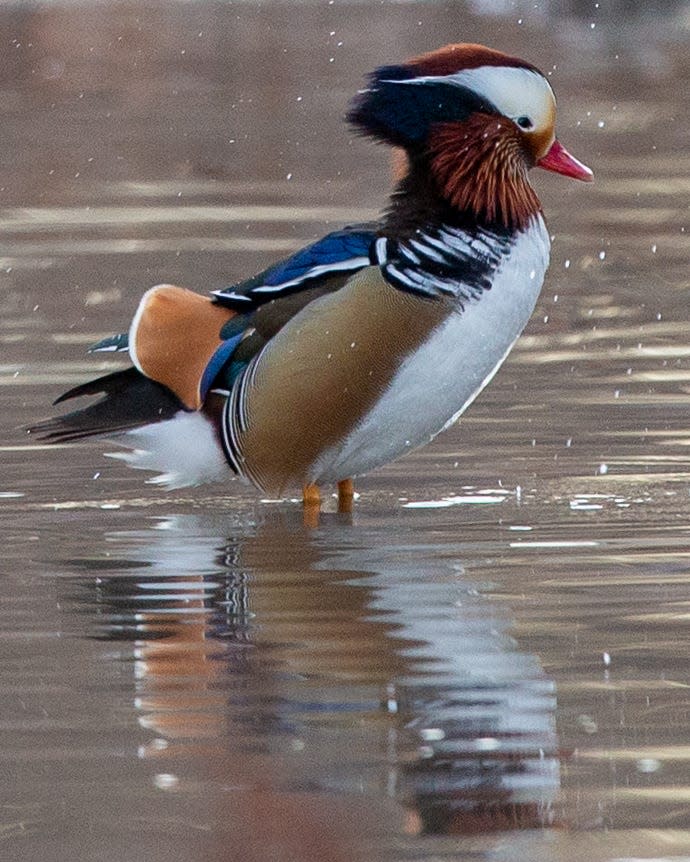 Ruffling its feathers Wednesday, a mandarin duck at Ward Creek by Washburn Park has piqued the interest of photographers and birdwatchers alike.