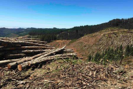 A logging clear-cut on the outskirts of the Elliott State Forest is shown in southwest Oregon, U.S. on July 27, 2016. REUTERS/Eric Johnson