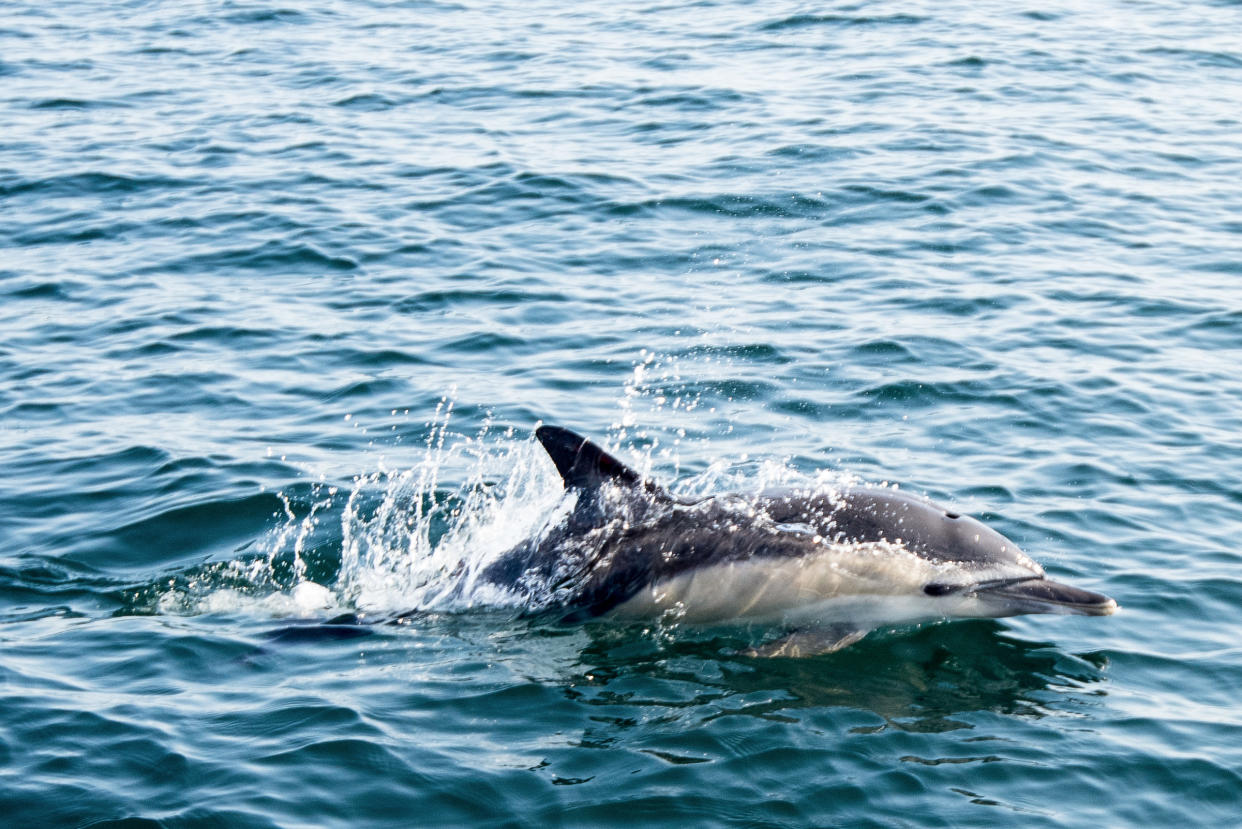 Dolphins at risk of developing COVID-19