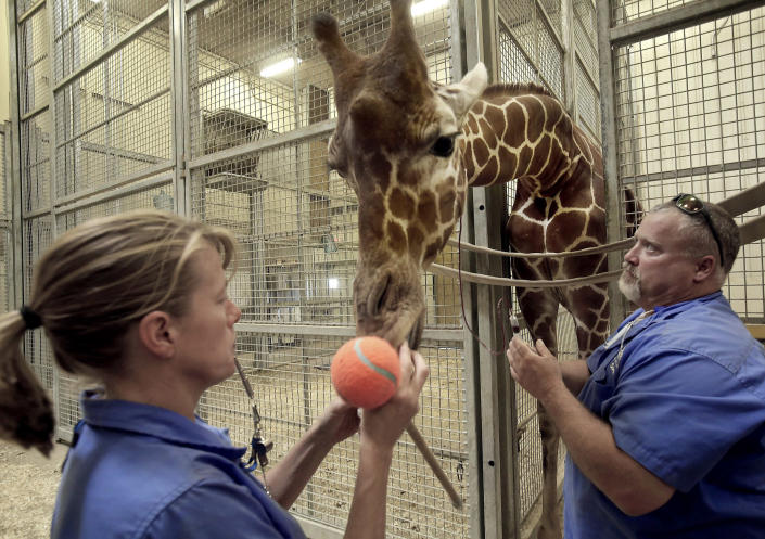 FILE - In this June 29, 2017, photo, Columbus Zoo and Aquarium keepers Sheri Smith, left, distracts "Lance" a giraffe, while Scott Shelley, right, draws blood at the zoo, in Columbus, Ohio. It's been a challenging year that began on Jan. 1, 2021, the first day of famed zookeeper Jack Hanna's retirement — after 42 years as the beloved celebrity director-turned-ambassador of the nation’s second-largest zoo. But the Association of Zoos and Aquariums' president predicts incoming CEO Tom Schmid can bring the zoo “roaring back.” (Tom Dodge/The Columbus Dispatch via AP, File)