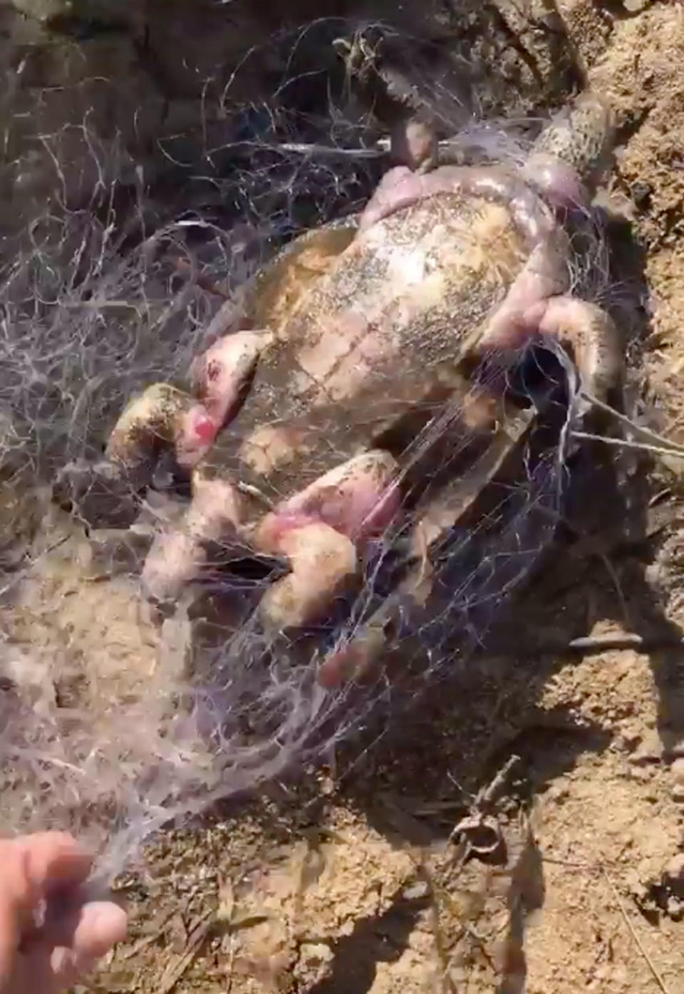 A turtle caught in fishing nets at Jimboomba Lions Park.