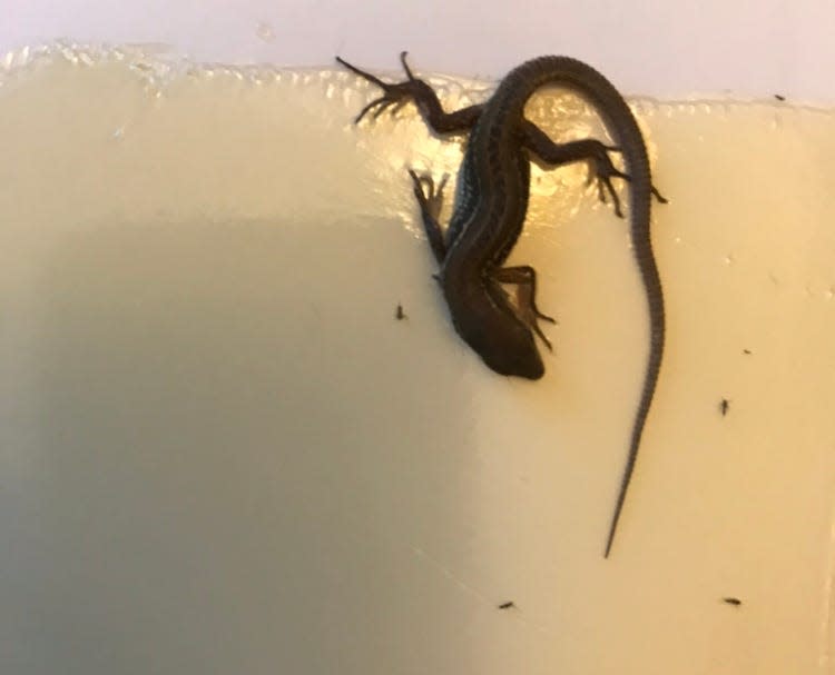 An Italian wall lizard seeking smaller bugs to eat is frozen on a stick board trap in a house in the Cobalt Ridge section of Levittown, where the invasive creatures were introduced in the late 1970s.