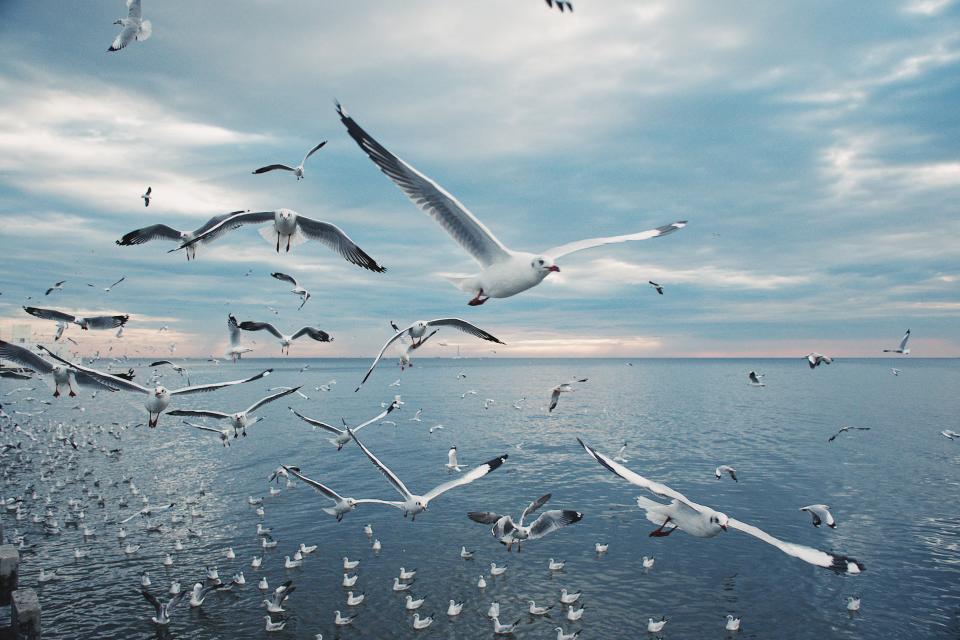 Scenic View of Seagulls above Sea Against Sky During Sunset, Samutprakan province, Thailand, Asia