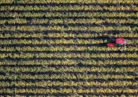 A tractor makes its way through vineyards which produce grapes for the Puisseguin-Saint Emillion wine as fair weather continues during the autumn season in Puisseguin, near Bordeaux, France, in this October 23, 2015 file photo. REUTERS/Regis Duvignau/Files