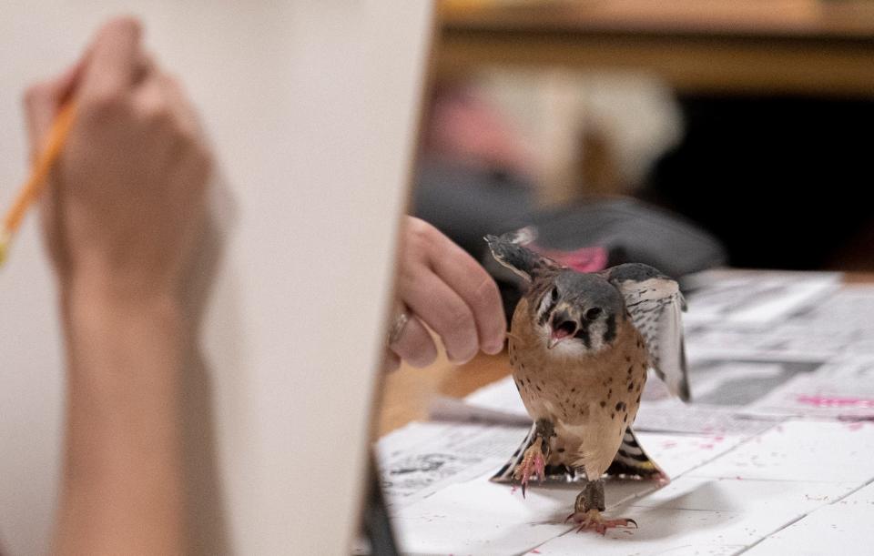 Ferrisburgh, an American Kestrel bird ambassador at the Vermont Institute of Natural Science, chases a mealworm with paint on his feet.