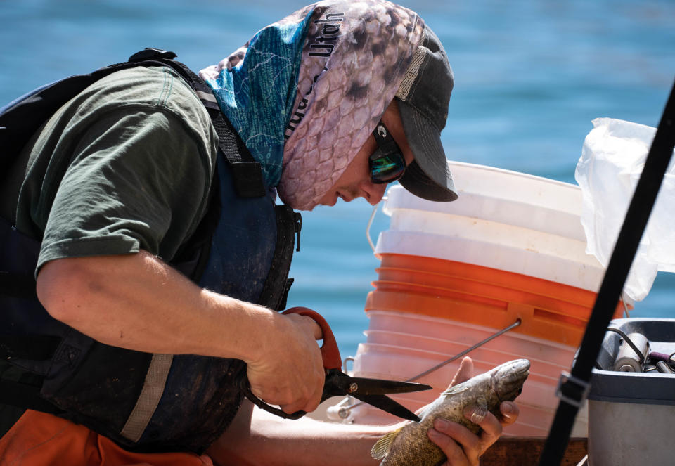 Justin Furby (Utah State University researcher) cuts open a smallmouth bass to take stomach samples, June 9, 2022, on Lake Powell in Page.