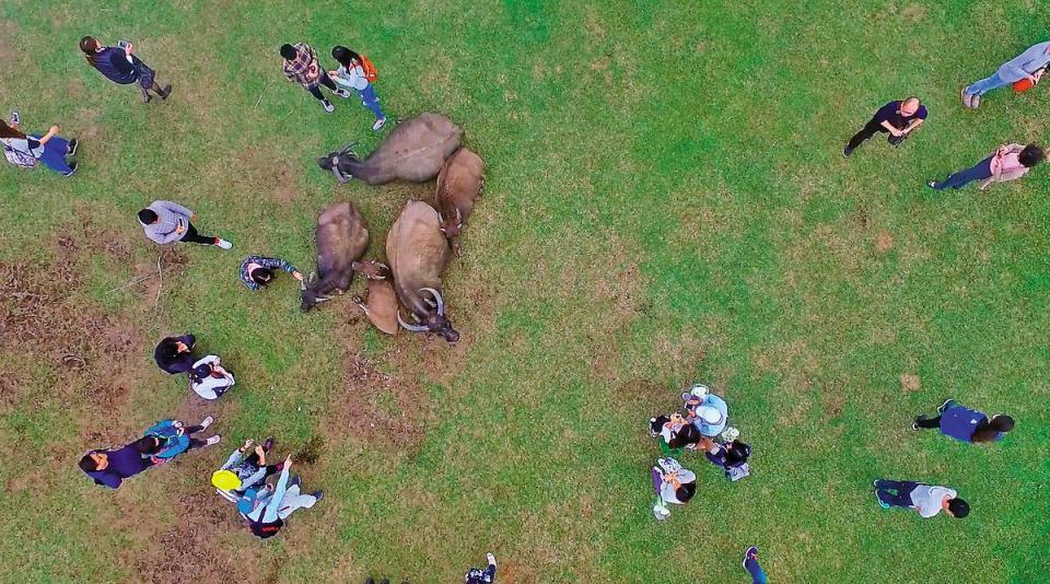 陽管處委託華梵大學研究擎天崗水牛，空拍直擊因為遊客眾多，水牛圍成一圈警戒保護中間的小牛。（華梵大學提供）