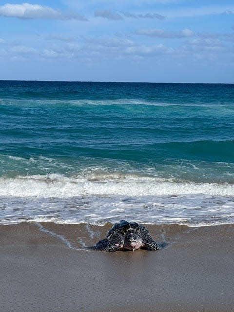 Veronica Baruffati was stunned and delighted when this sea turtle arrived on the beach to lay eggs during daylight hours on March 19 on the South End of Palm Beach.
