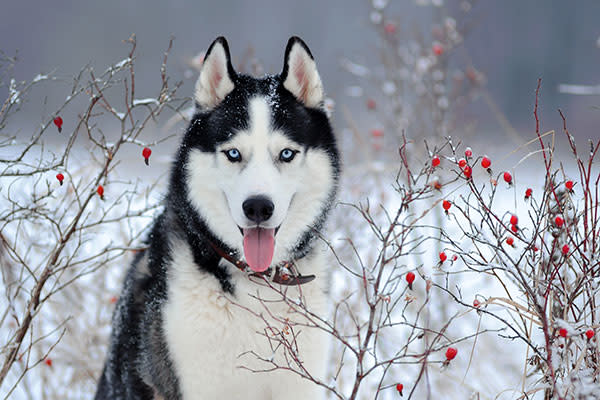 <p>Tiene un cierto parentesco con el Husky siberiano y el perro esquimal americano. Tiene pies grandes con almohadillas gruesas en las plantas, por lo que es capaz de caminar por senderos helados sin problema.<em> Foto:</em> <em>format35/Getty Images</em> </p>