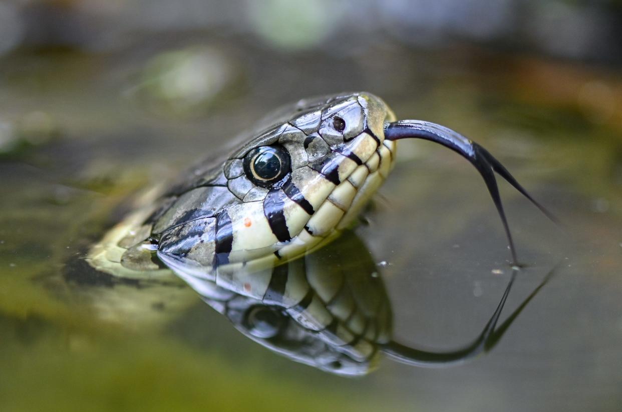 09 August 2022, Brandenburg, Sieversdorf: The head of a grass snake (Natrix natrix) looks out of the water of a pond.