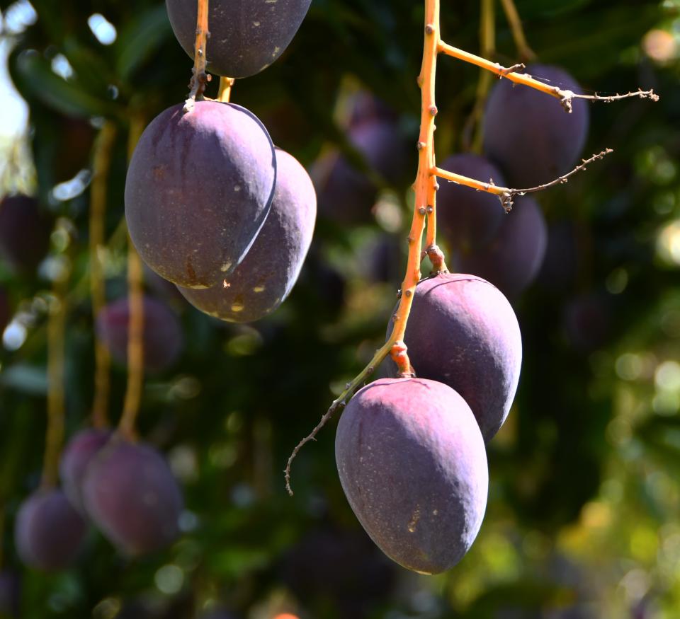 Royal Purple mangoes are pictured at Ensey Tropical Fruit Co. on South Tropical Trail, two miles south of Pineda Causeway. The grove was planted over 80 years ago by Edward "Rutledge" Ensey. He moved from Eden, Florida, and replaced a citrus plantation with a new mango grove.