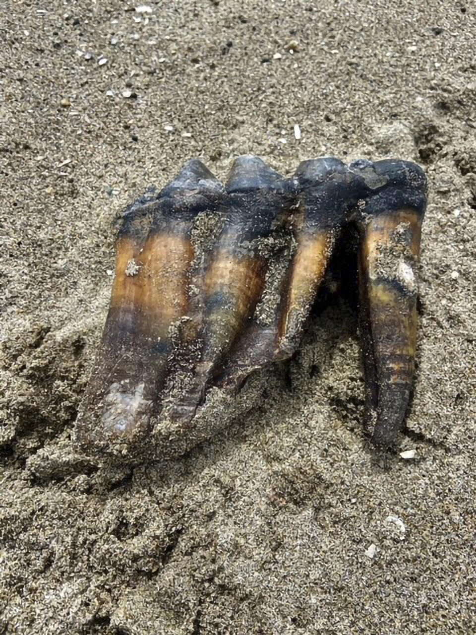 This May 26, 2023, photo provided by the Jennifer Schuh shows a Mastodon Tooth in the sand at an Aptos, Calif., beach. A Northern California woman taking a Memorial Day weekend stroll on the beach has discovered a mastodon tooth that's at least 5,000 years old. Schuh found the foot-long (.30-meter) tooth sticking out of the sand on Friday at the mouth of Aptos Creek on Rio Del Mar State Beach, located off Monterey Bay in Santa Cruz County. (Jennifer Schuh via AP)