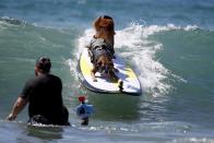 Two dogs surf during the Surf City Surf Dog Contest in Huntington Beach, California, United States, September 27, 2015. REUTERS/Lucy Nicholson