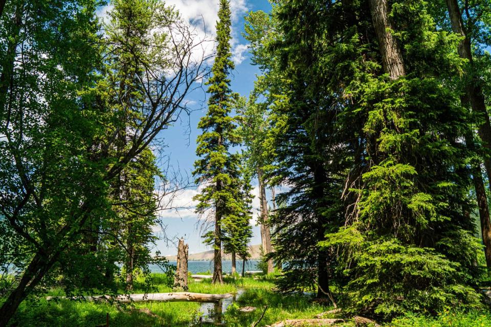 Evergreen trees at Wallowa Lake State Park in Oregon, USA