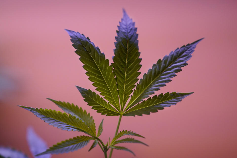 Marijuana plants are shown at a California Street Cannabis Company location in San Francisco on March 20, 2023. Along the West Coast, which has dominated U.S. marijuana production from long before legalization, producers are struggling with what many call the failed economics of legal pot...a challenge inherent in regulating a product that remains illegal under federal law. (AP Photo/Jeff Chiu)