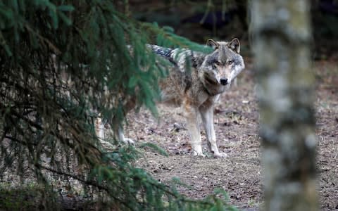 A wolf is seen in the wildlife Park Schorfheide near Gross Schoenebeck, Germany, March 12, 2019 - Credit: Axel Schmidt/Reuters