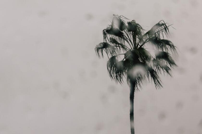 Los Angeles, CA - February 19: Rain is seen around a palm tree on Monday, Feb. 19, 2024 in Los Angeles, CA. (Dania Maxwell / Los Angeles Times)