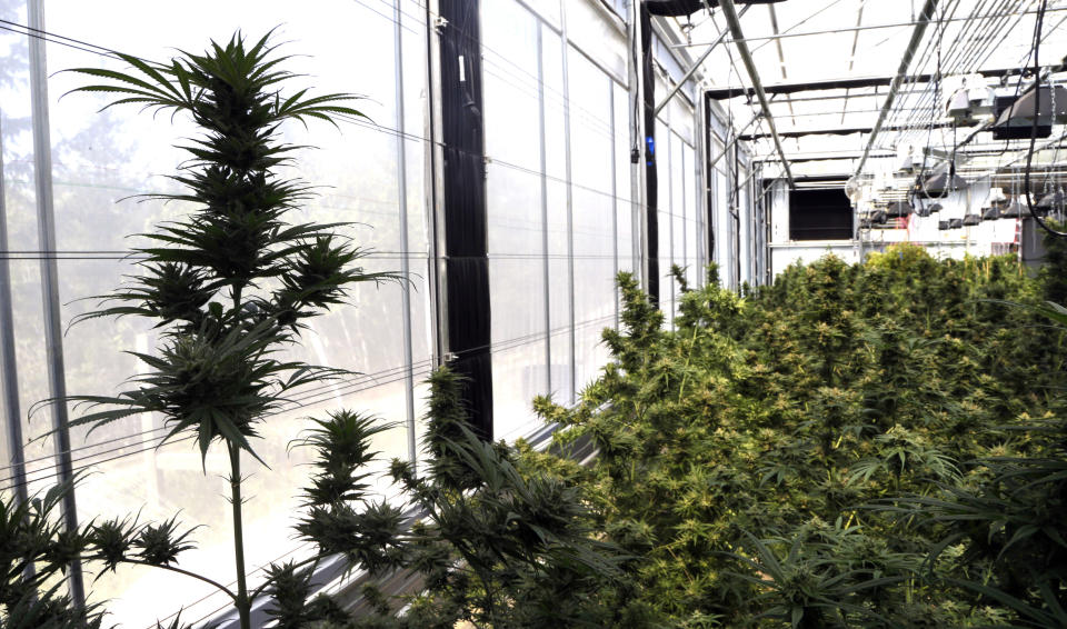 In this April 24, 2018 photo, hemp plants sit at the Unique Botanicals facility in Springfield, Ore. A glut of legal marijuana has driven pot prices to rock-bottom levels in Oregon, and an increasing number of nervous growers are pivoting to another type of cannabis to make ends meet--hemp. (AP Photo/Don Ryan)