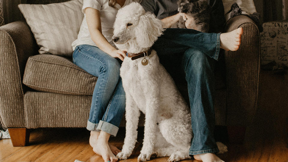 You can often add a wellness plan to pet insurance, and this portion won’t have a waiting period. - Credit: Sarandy Westfall/Unsplash