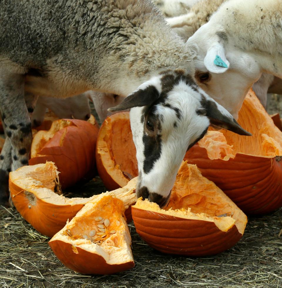 Sheep enjoy a bounty of pumpkins Harrison Farm in Groveport. The sheep love beautiful intact pumpkins and the chickens enjoy all pumpkins and gourds, even the soggy ones. These vegetables are treats for the animals, providing nutrition as well as mental stimulation. Pumpkins are donated by friends and volunteers as well some local businesses.