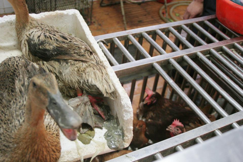 wet market ducks china