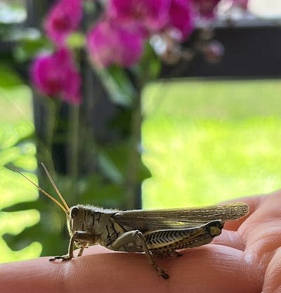 El saltamontes <em>Melanoplus spp.</em> es común en el occidente de México durante la temporada de lluvias veraniegas. Author provided