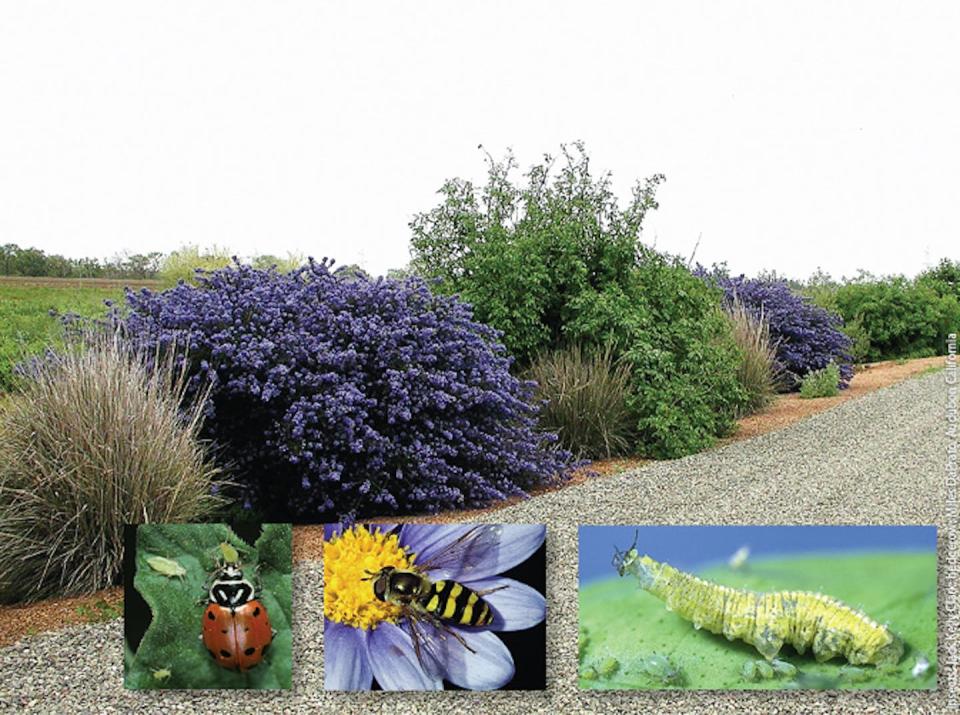 Hedgerows like this one in California have been shown to increase the number of beneficial insects like (left to right) lady beetles, syrphid flies and their larvae, shown feeding on aphids. <a href="https://ucanr.edu/sites/calagjournal/archive/?image=img6504p200.jpg" rel="nofollow noopener" target="_blank" data-ylk="slk:UCANR;elm:context_link;itc:0;sec:content-canvas" class="link ">UCANR</a>, <a href="http://creativecommons.org/licenses/by-nd/4.0/" rel="nofollow noopener" target="_blank" data-ylk="slk:CC BY-ND;elm:context_link;itc:0;sec:content-canvas" class="link ">CC BY-ND</a>