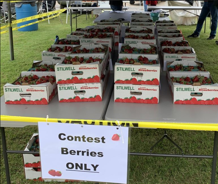 Strawberries, the state fruit of Oklahoma, await judging during the 2019 Stilwell Strawberry Festival. In the early 1900s, hundreds of acres in Durant were planted with strawberry and raspberry crops, among other berries.