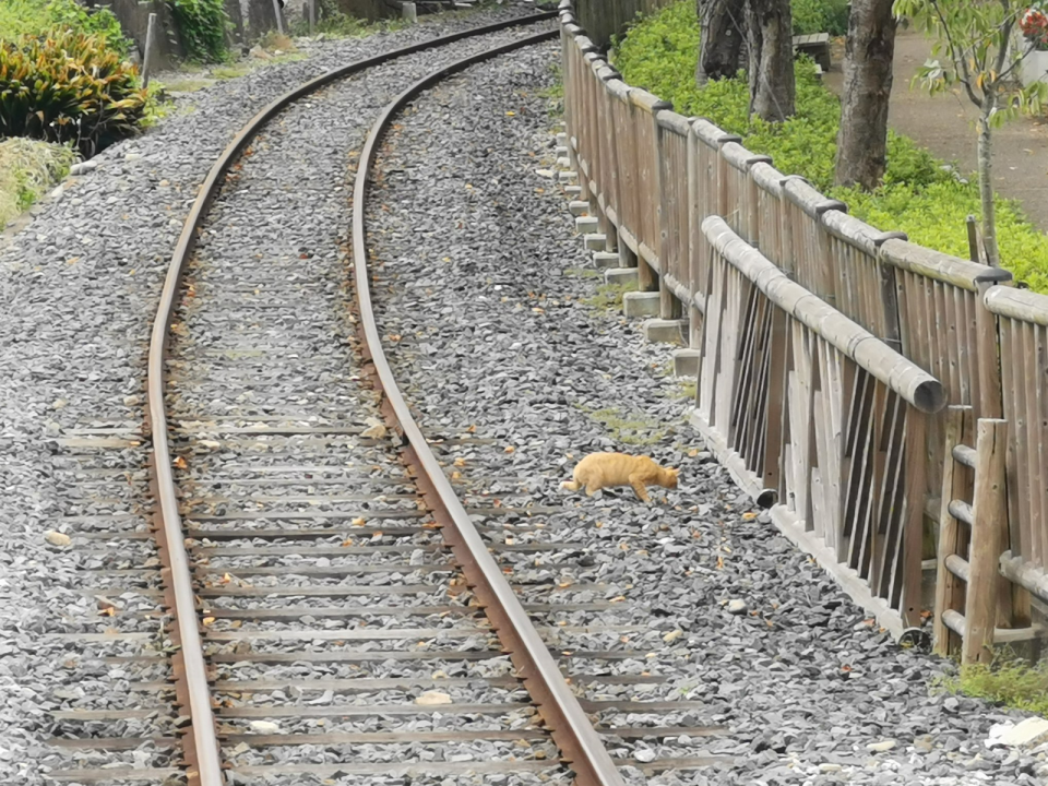 <p>日本鐵道公園的鐵軌出現一隻浪貓，駕駛員停車小聲鳴笛：「拜託讓我過！」（圖／Twitter@DL17S1969）</p>
