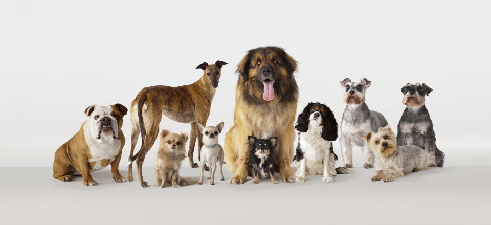 Dogs from left to right:British Boxer, Greyhound, Chihuahua, Chihuahua, Leonberger, Chihuahua, King Charles Spaniel, Schnauzer, Yorkshire Terrier, Schnauzer