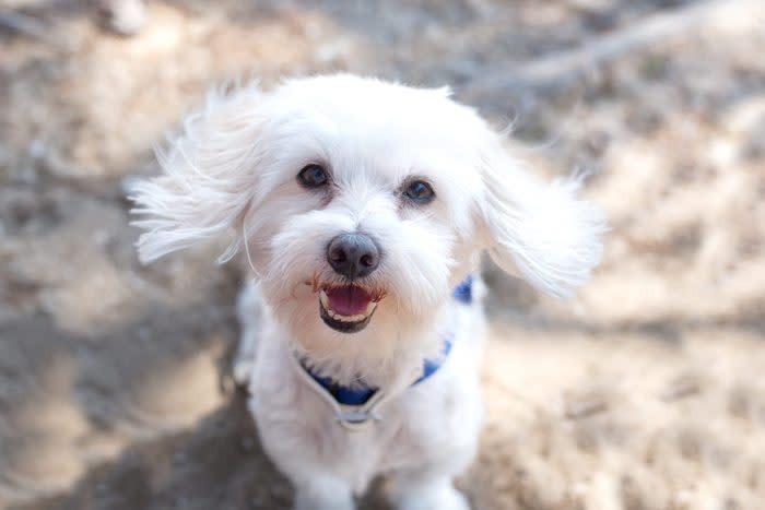 Maltese Dog Portrait