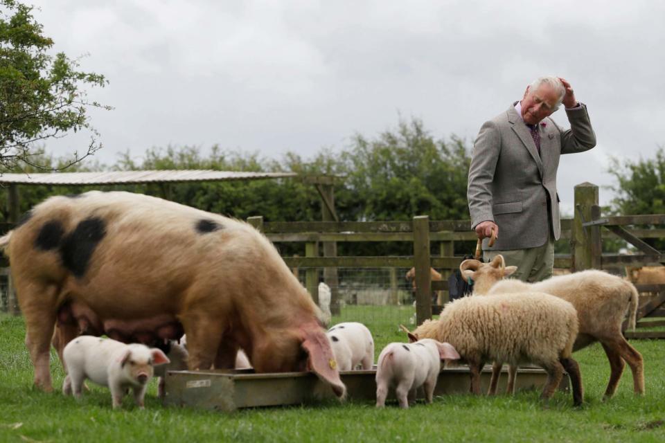 Charles looks at a Gloucestershire Old Spot pig with her piglets (Getty Images)