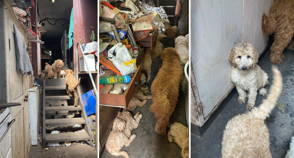 Three images of the dogs inside the filthy house.