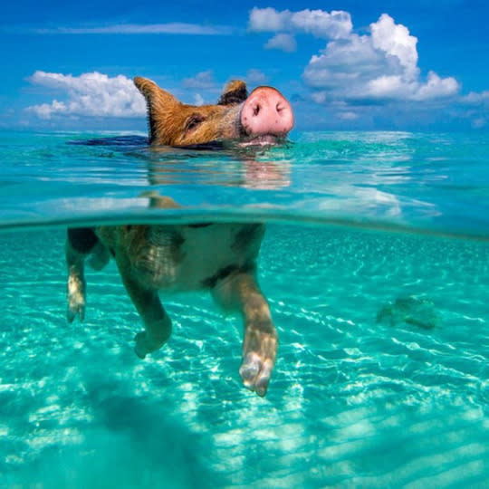 The Swimming Pigs