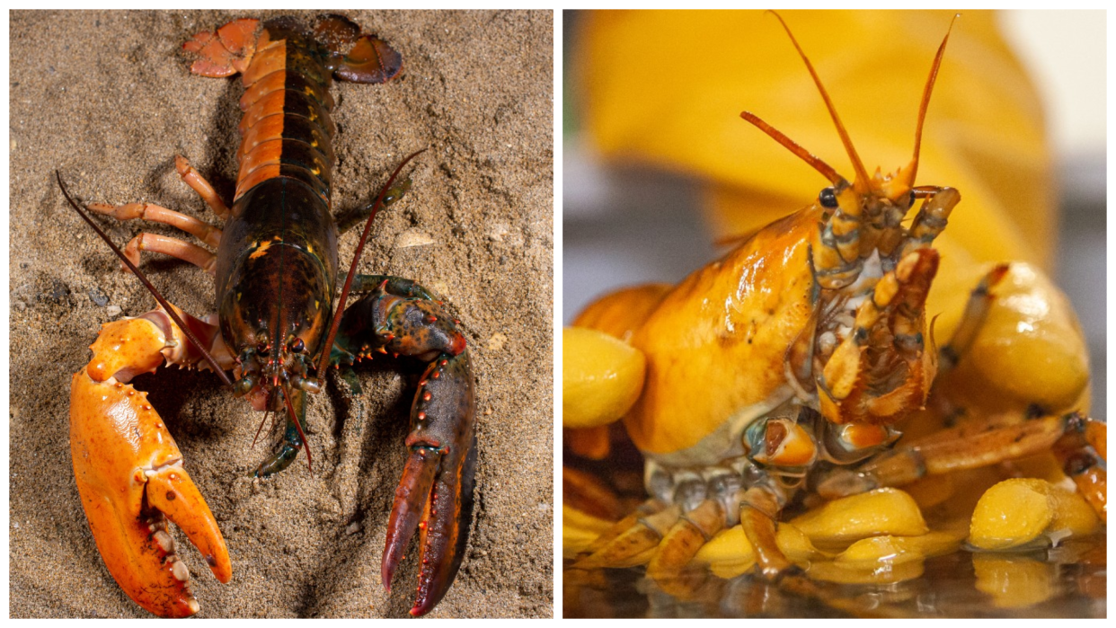 The University of New England is also home to a split lobster named Banana Split (left) and a yellow lobster named Banana (right). / Credit: University of New England