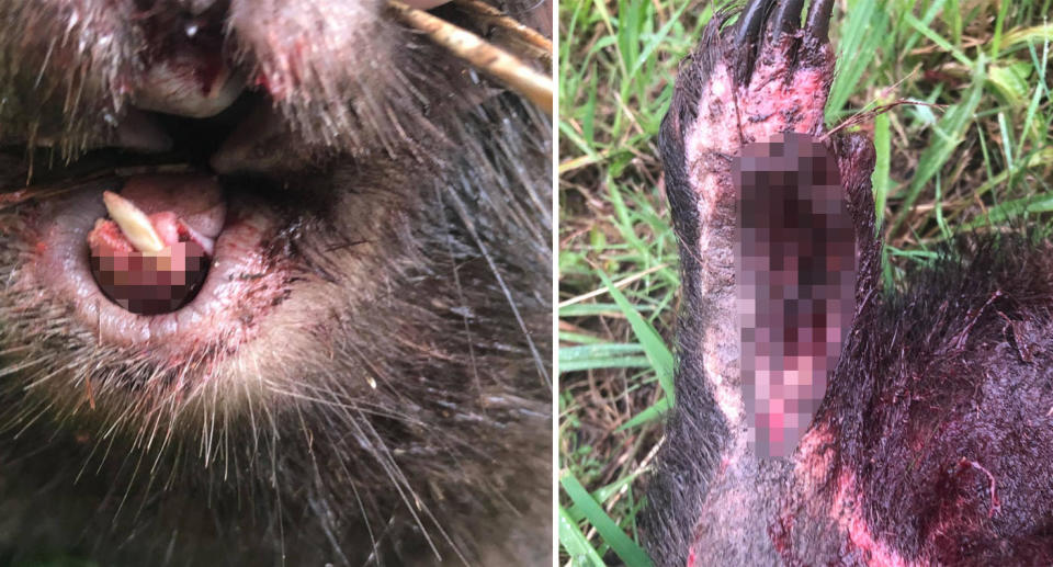 Mouth and paw injuries the wombat sustained. Source: Waratah Wildlife Sanctuary 