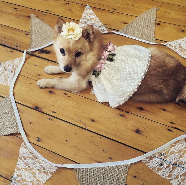 This foxy gal looks so sweet with her adorable dress and flower clip.