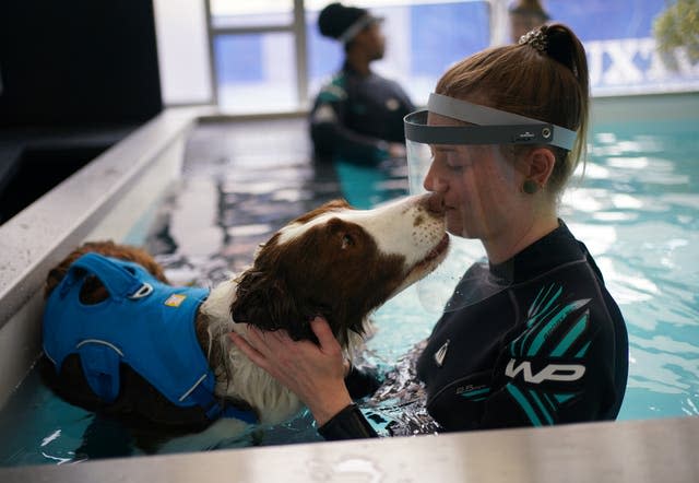 Battersea Dogs and Cats Home