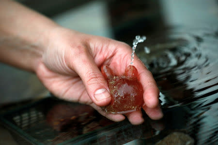 FILE PHOTO: An Israeli researcher holds a sea squirt removed from the Red Sea as part of research work an Israeli team is conducting in the Israeli resort city of Eilat February 7, 2019. REUTERS/Amir Cohen