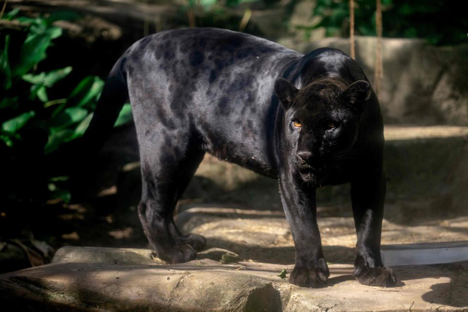 A black jaguar stands next to a block of ice at the Rio de Janeiro BioPark Zoo in Rio de Janeiro, Brazil, on Sept. 22, 2023.