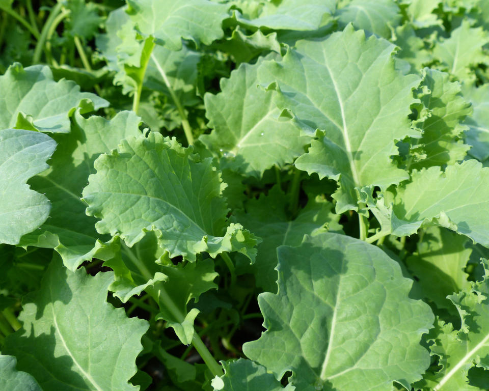 8. Kale